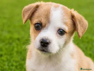 Mixed Breed dogs Yorkshire x Pomeranian (LAST PUP LEFT,BOY) - Advert 6