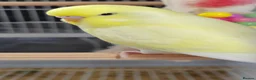 Budgerigars birds for sale: Beautiful Baby Budgies  - Advert 7