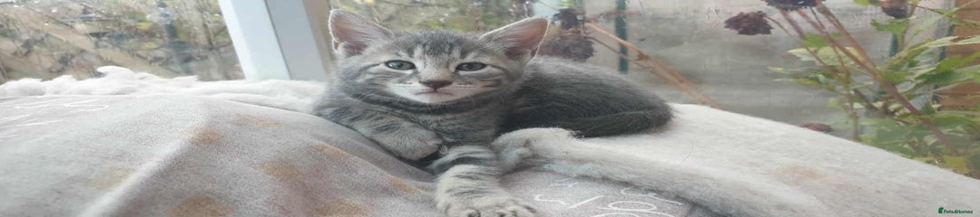 Grey 1
