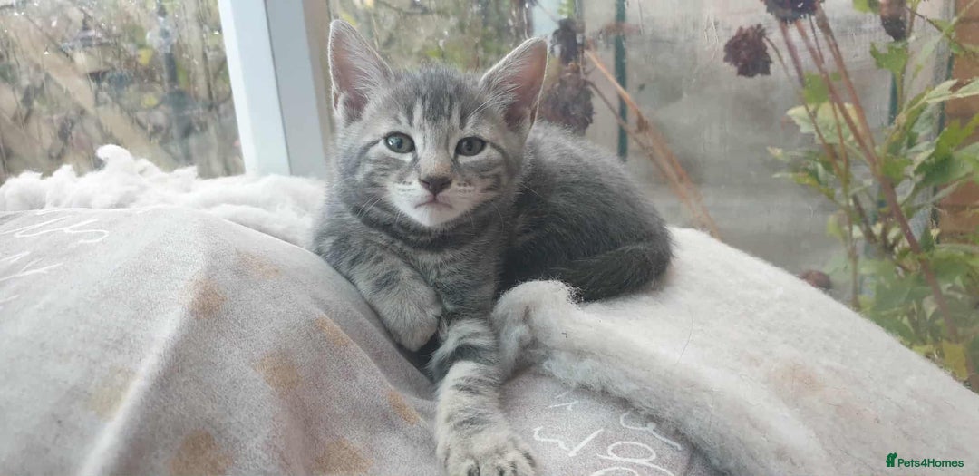 Mixed Breed cats for sale: Mixed part Bengal kittens - Image 1