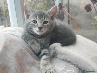 Mixed Breed cats - Advert 28