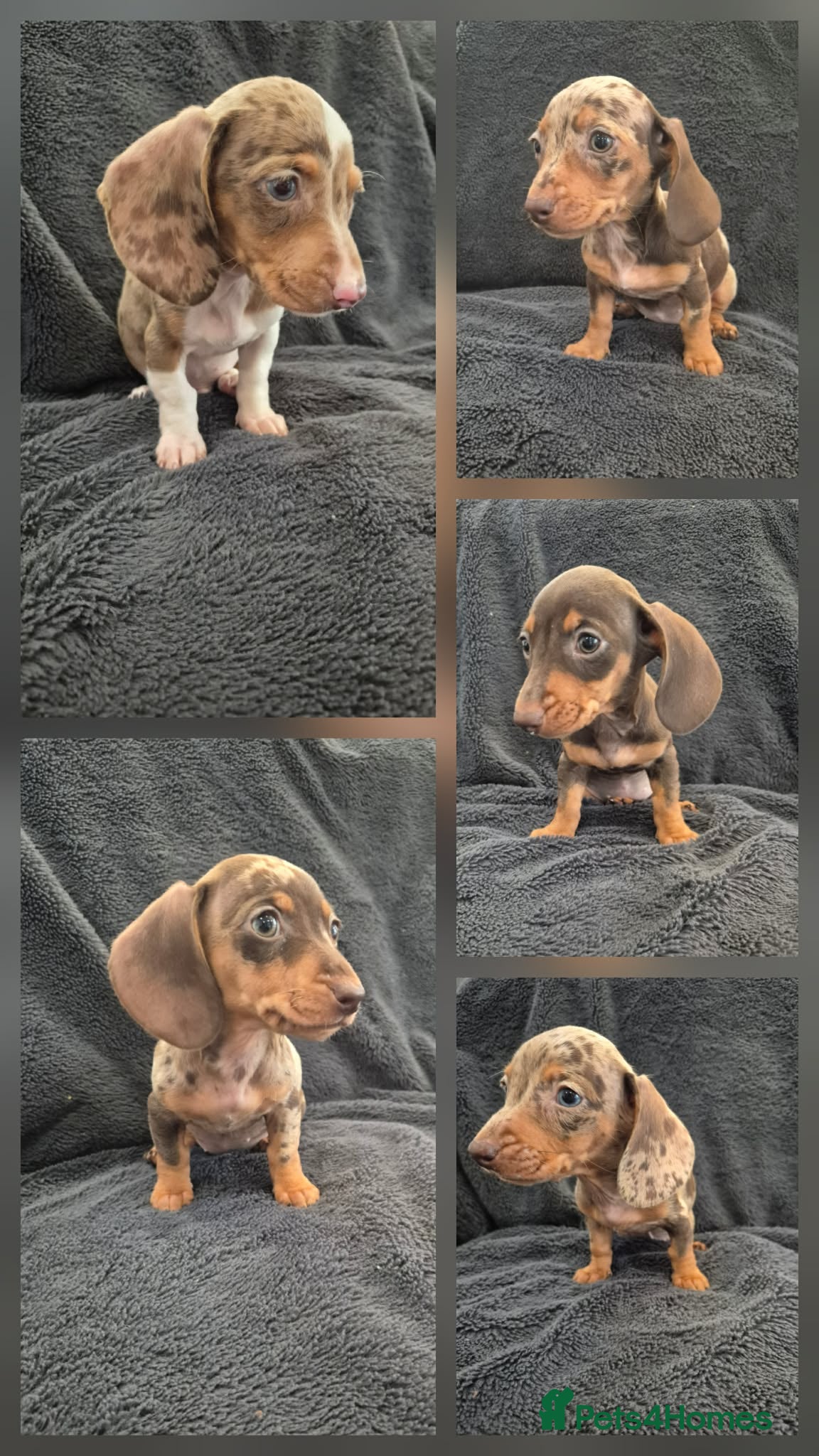 Miniature Dachshund dogs Miniature Dachshund READY NOW - Advert 2