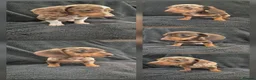 Miniature Dachshund dogs for sale: Miniature Dachshund READY NOW - Advert 1