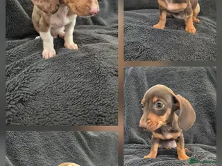 Miniature Dachshund dogs Miniature Dachshund READY NOW - Advert 2
