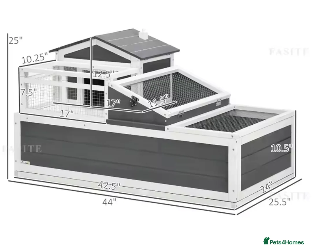 Tortoise reptiles for sale: Horsefield Tortoise  - Advert 6