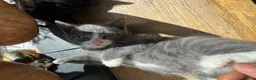 Mixed Breed cats for sale: BSH X Tabby adorable kittens - Advert 21