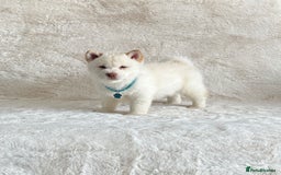 Chow Chow dogs for sale: Exotic colour chowsky puppies for sale  - Image 29