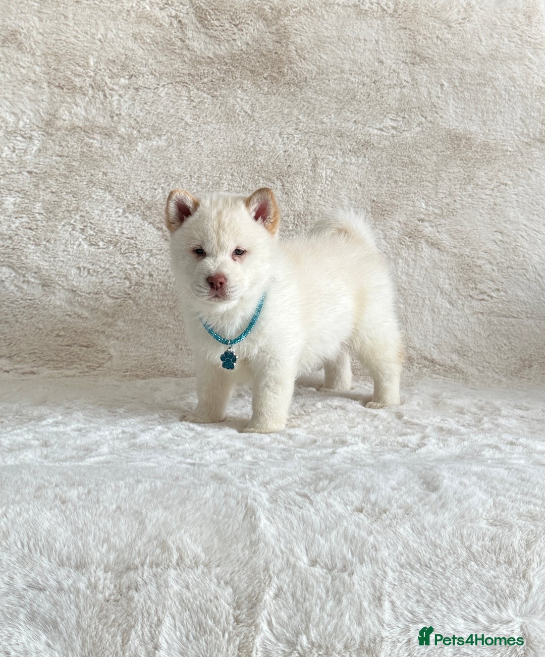Chow Chow dogs for sale: Exotic colour chowsky puppies for sale  - Image 29
