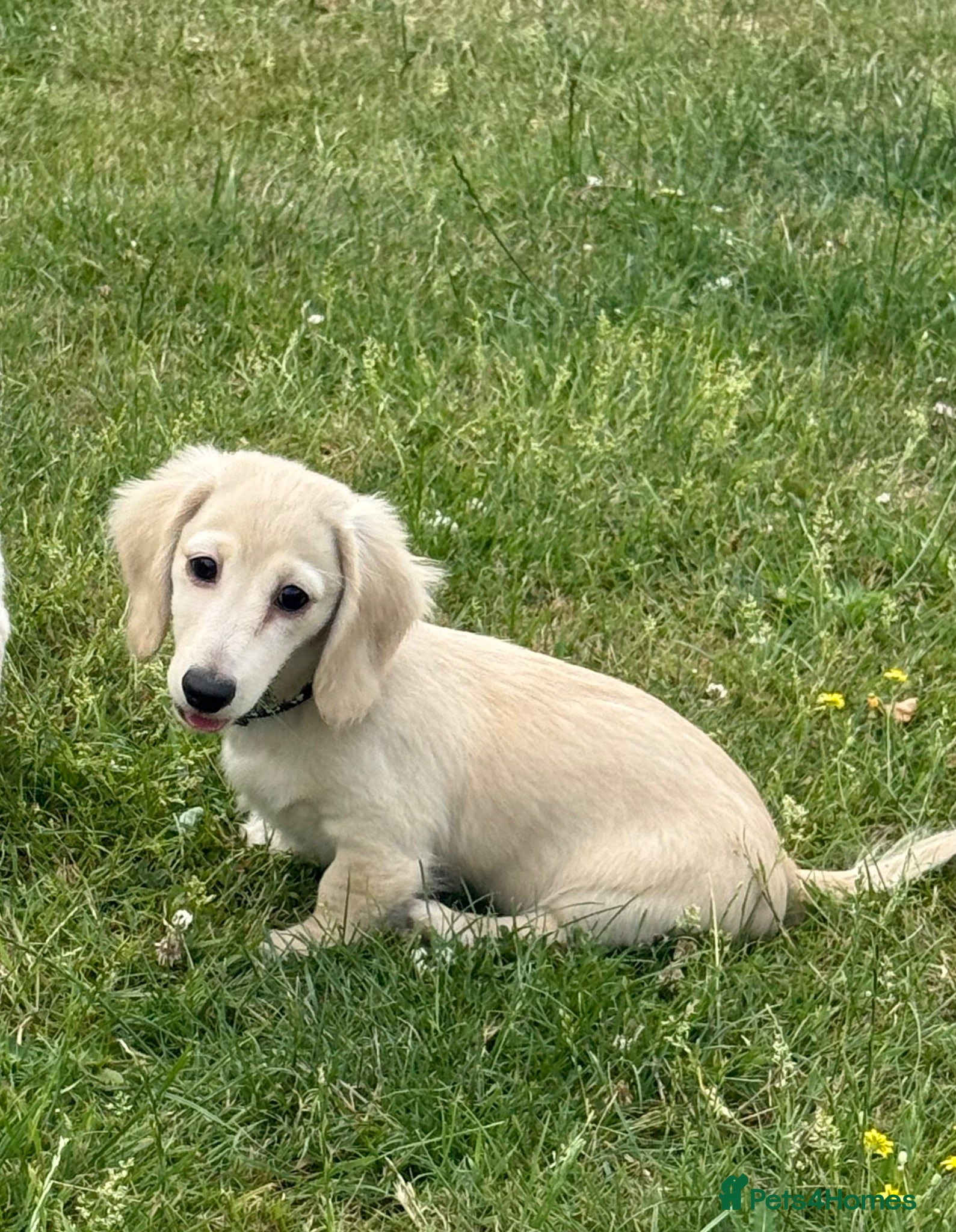 Miniature Dachshund dogs Ready now Cream long haired kc fully vaccinated  - Advert 1