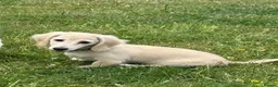 Miniature Dachshund dogs for sale: Re available due to let down kc cream - Advert 14