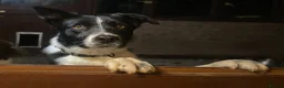 Border Collie dogs for stud: Dual registration border collie for stud  - Advert 5