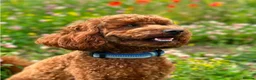 Cockapoo dogs for sale: Beautiful cockapoos for sale  - Advert 14