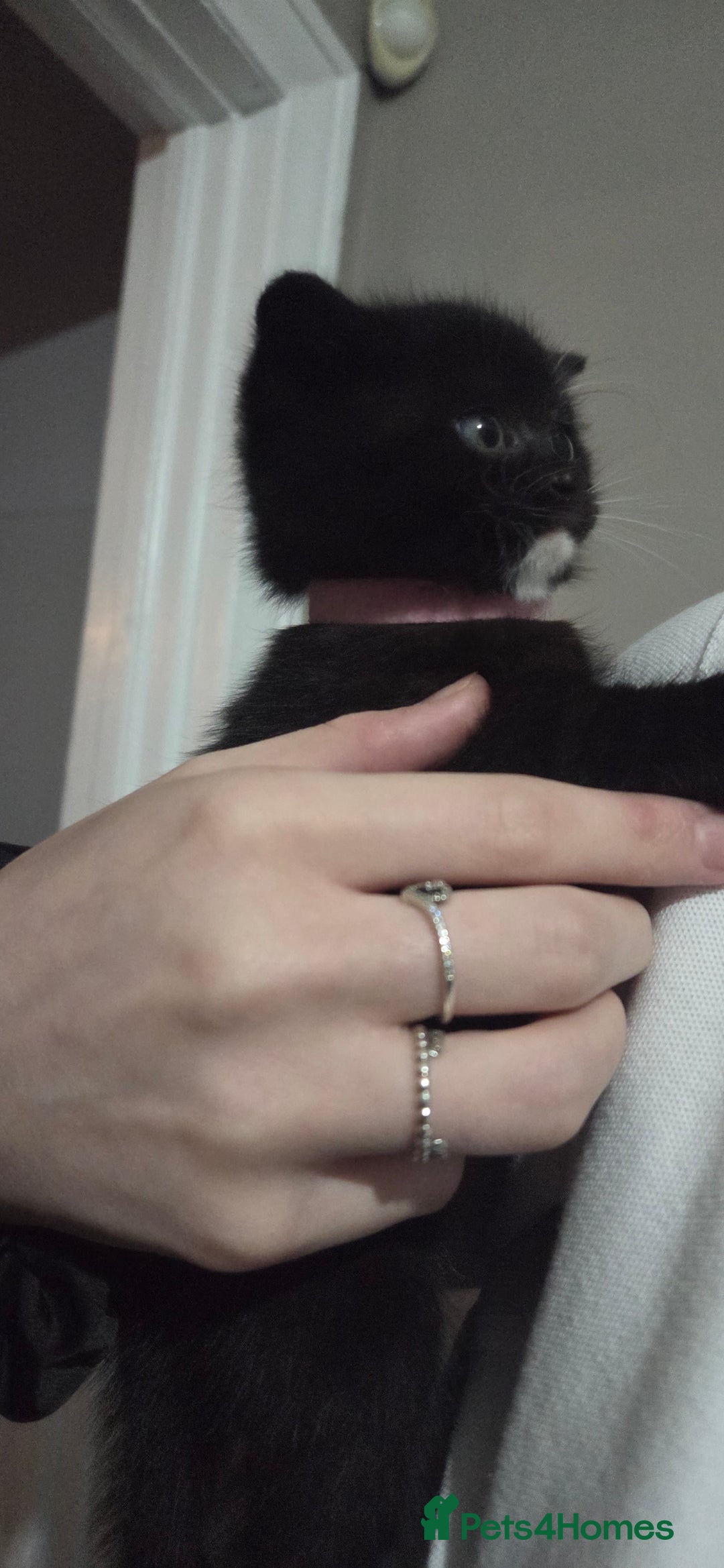 Mixed Breed cats for sale: 4 Adorable kittens ready 14th December - Advert 5