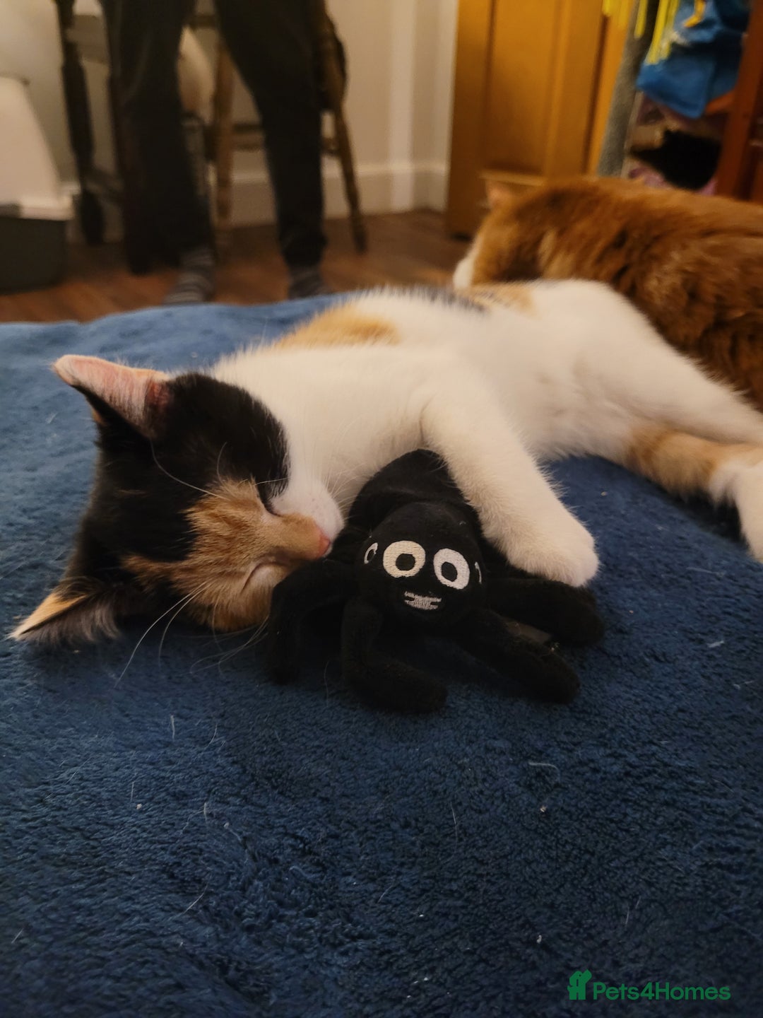 Mixed Breed cats for sale: Bonded pair of Kittens (vaccinated) - Image 9