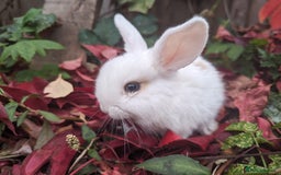 Mini Lion Lop rabbits for sale: Lion/lop bunnies  - Image 3