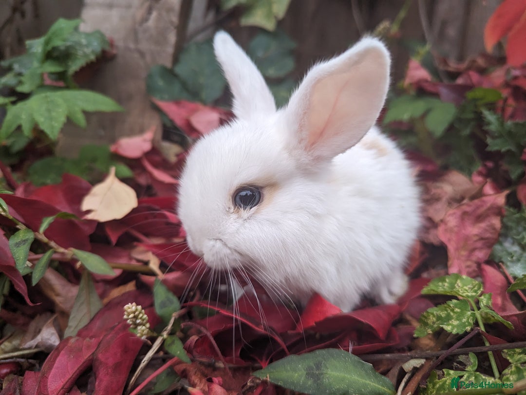Mini Lion Lop rabbits for sale: Lion/lop bunnies  - Image 3
