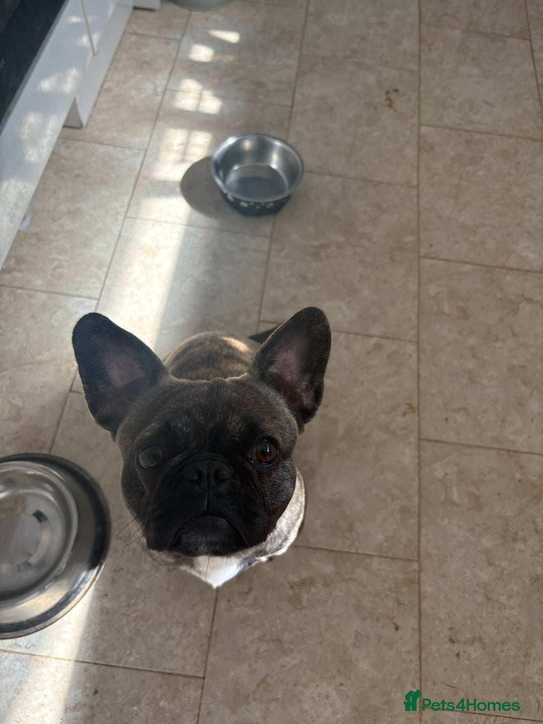 French Bulldog dogs for sale: 2 french bulldogs  - Image 5