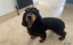 Cocker Spaniel dogs for sale: 5 year old stunning cocker spaniel pedigree - Image 1