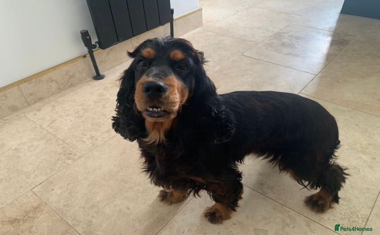 Cocker Spaniel dogs - Advert 1