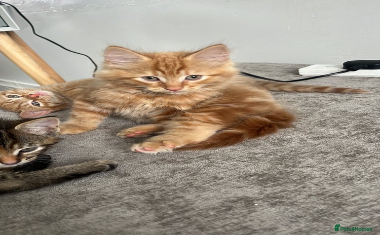 British Longhair cats - Advert 3