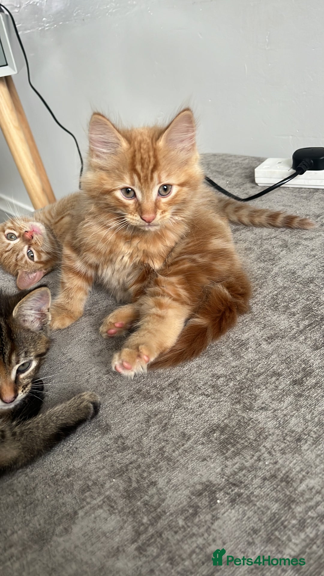 British Longhair cats for sale: Ginger boy - Image 1