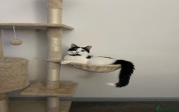 British Longhair cats for sale: Cuddly, playful male cat looking for a new home  - Image 10