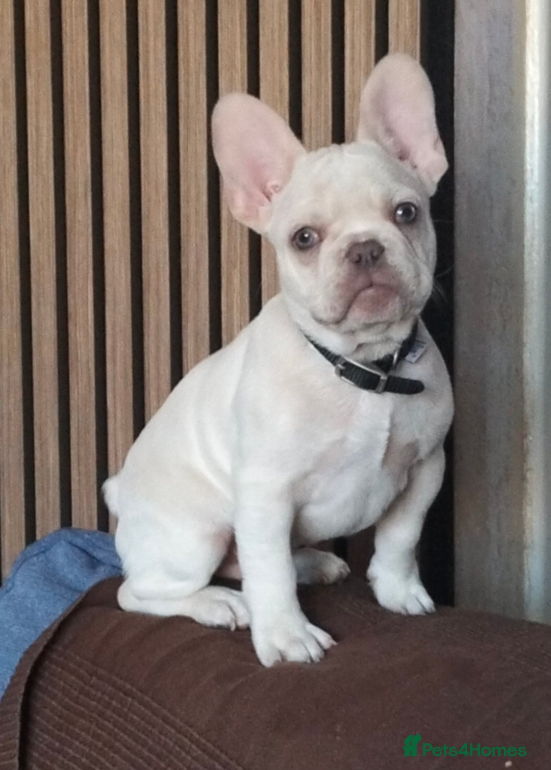 French Bulldog dogs for sale: French Bulldog Puppies For Sale  - Advert 1