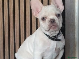French Bulldog dogs French Bulldog Puppies For Sale - Advert 13