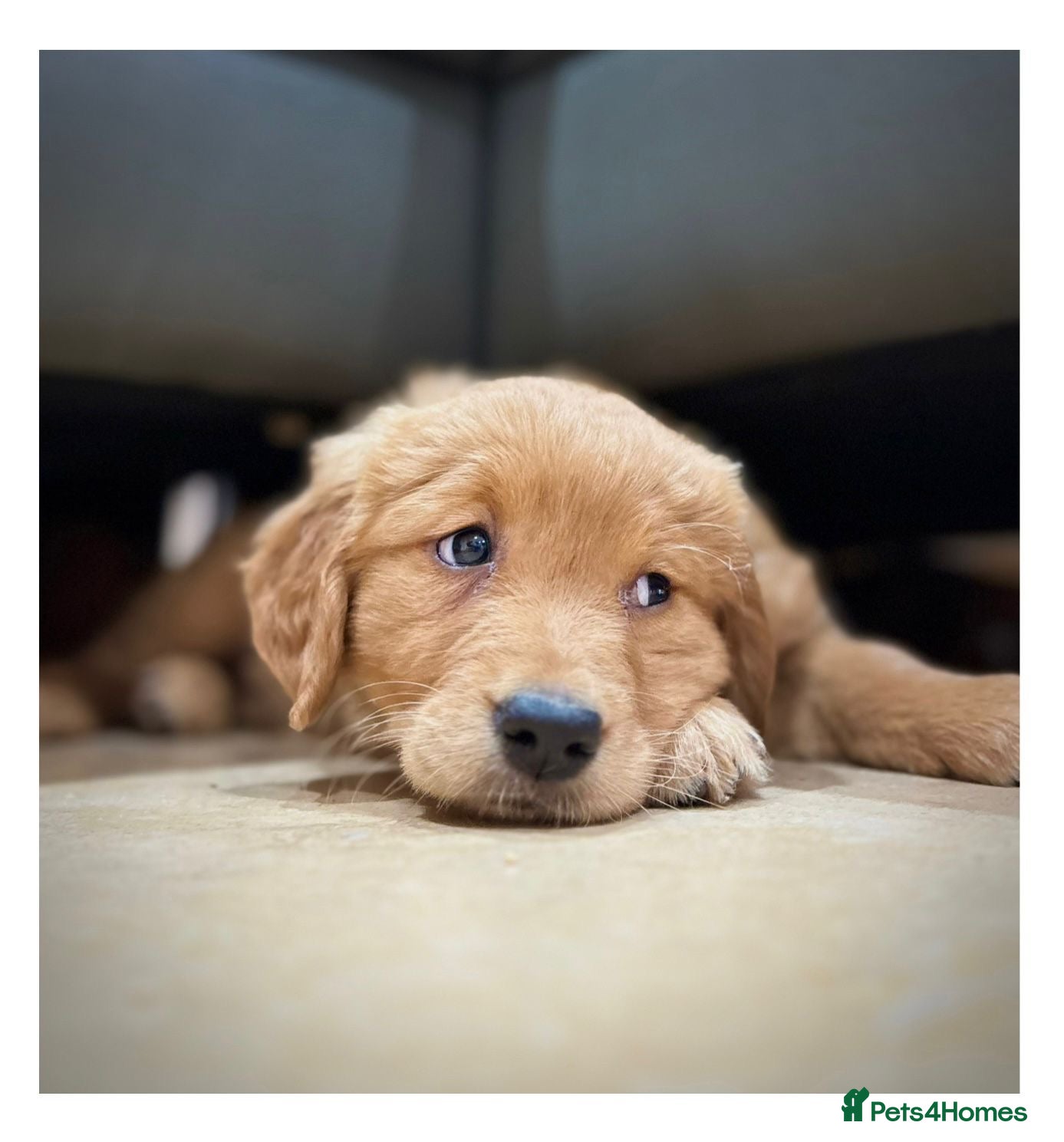 Golden Retriever dogs Quality KC Registered Golden Retriever Puppies - Advert 1