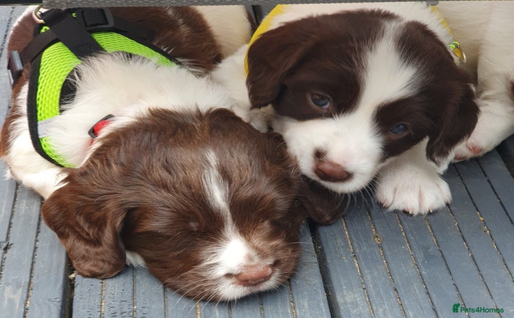 English Springer Spaniel dogs - Advert 1
