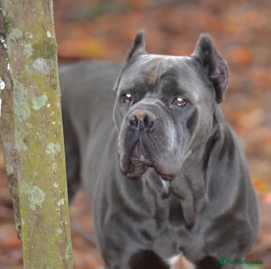Cane Corso dogs for sale: Blue Cane Corso puppy in Bristol - Advert 2