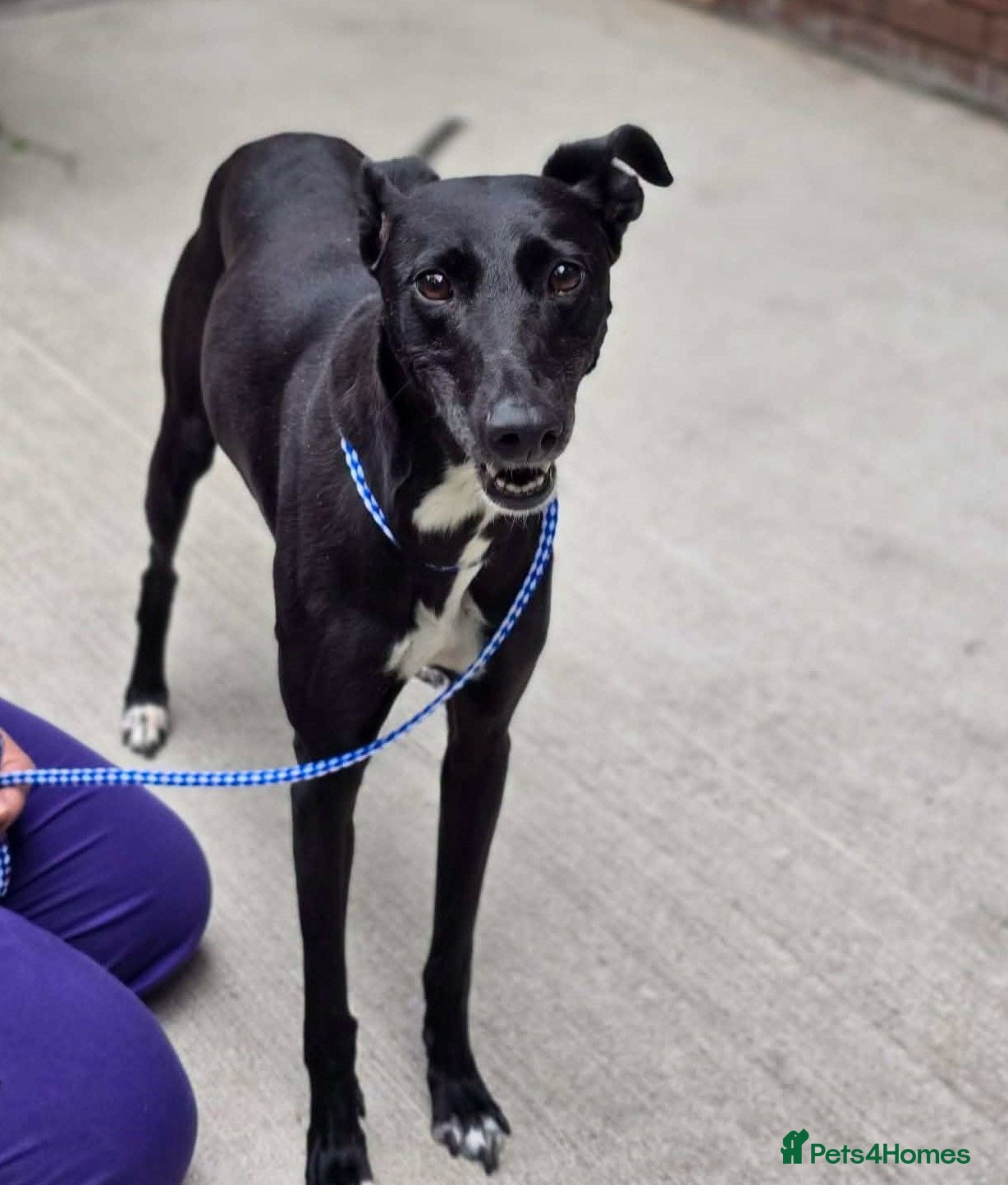 Lurcher dogs DAISY, female lurcher in rescue - Advert 3