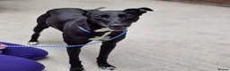 Lurcher dogs for adoption: DAISY, female lurcher in rescue - Advert 1