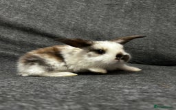 Mixed Breed rabbits for sale: Baby lion heads and lop mix  - Image 5