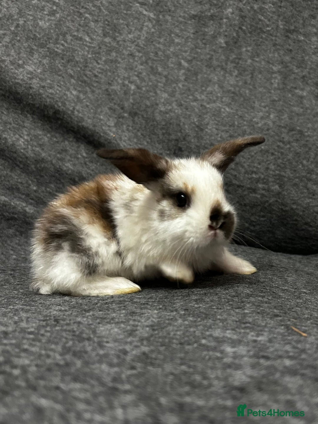 Mixed Breed rabbits for sale: Baby lion heads and lop mix  - Image 5