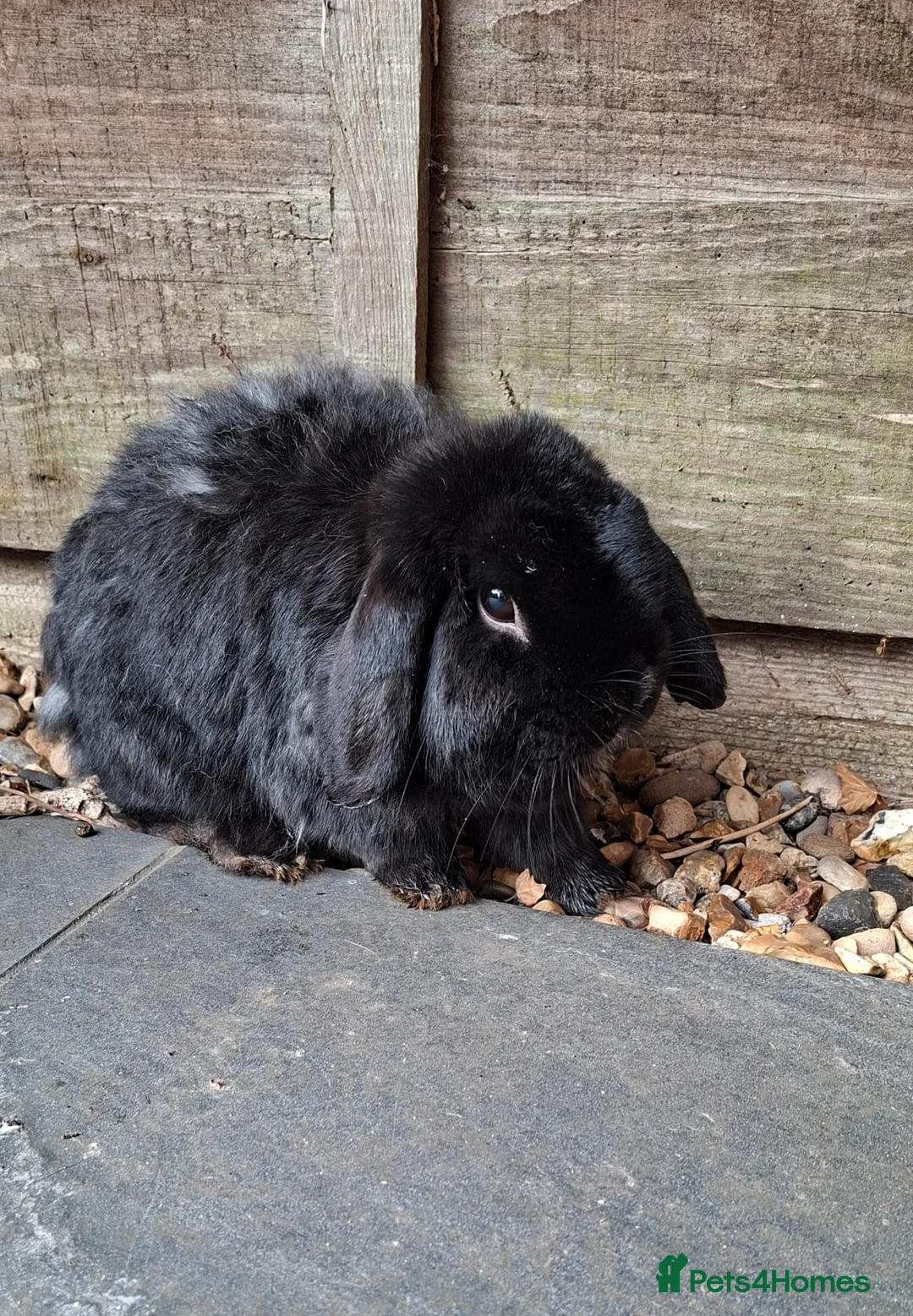 Mini Lop rabbits for sale: Re-home in Buckingham - Advert 2