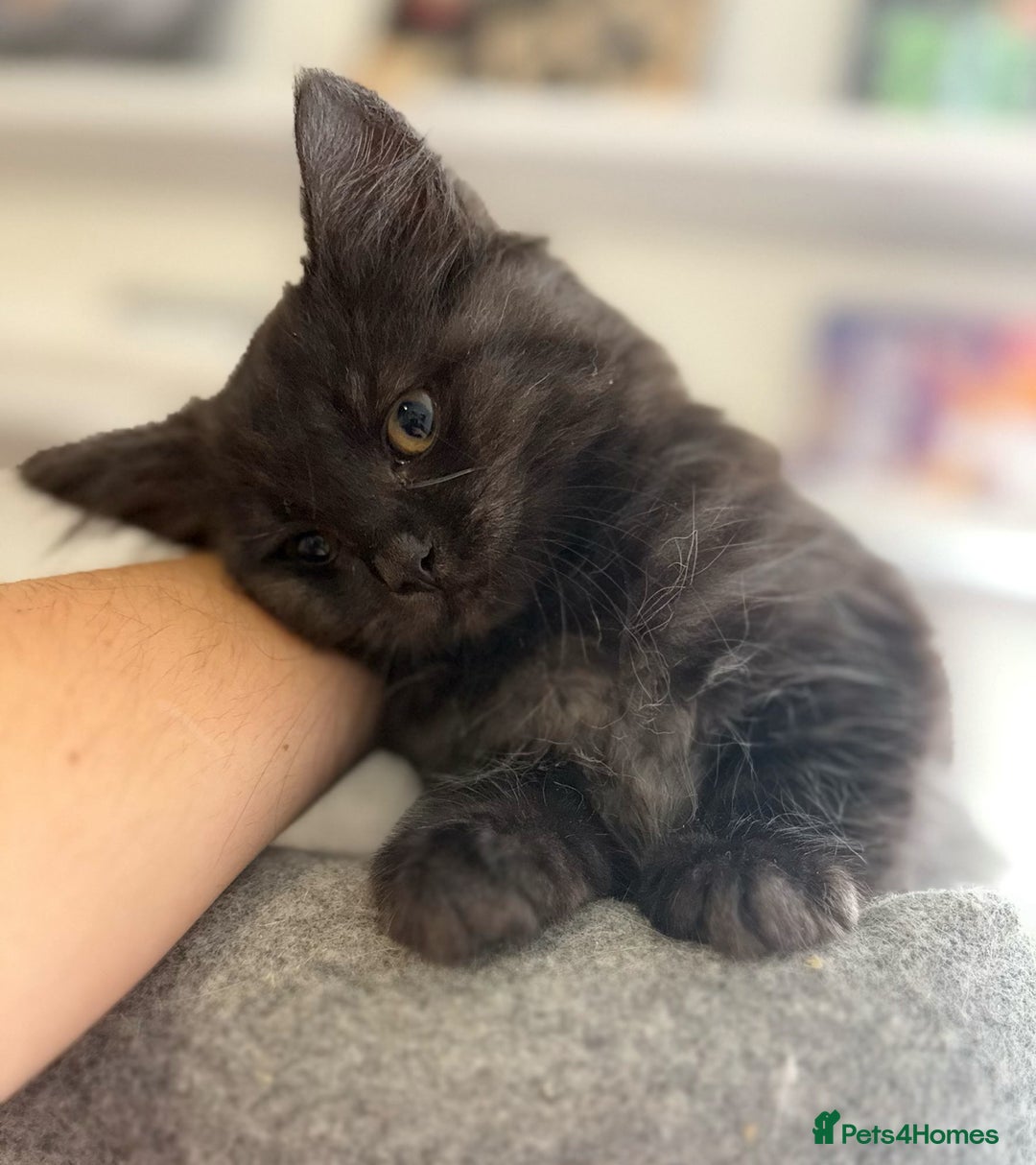 Ragdoll cats for sale: Smoke Ragdoll x British shorthair kitten - Image 10