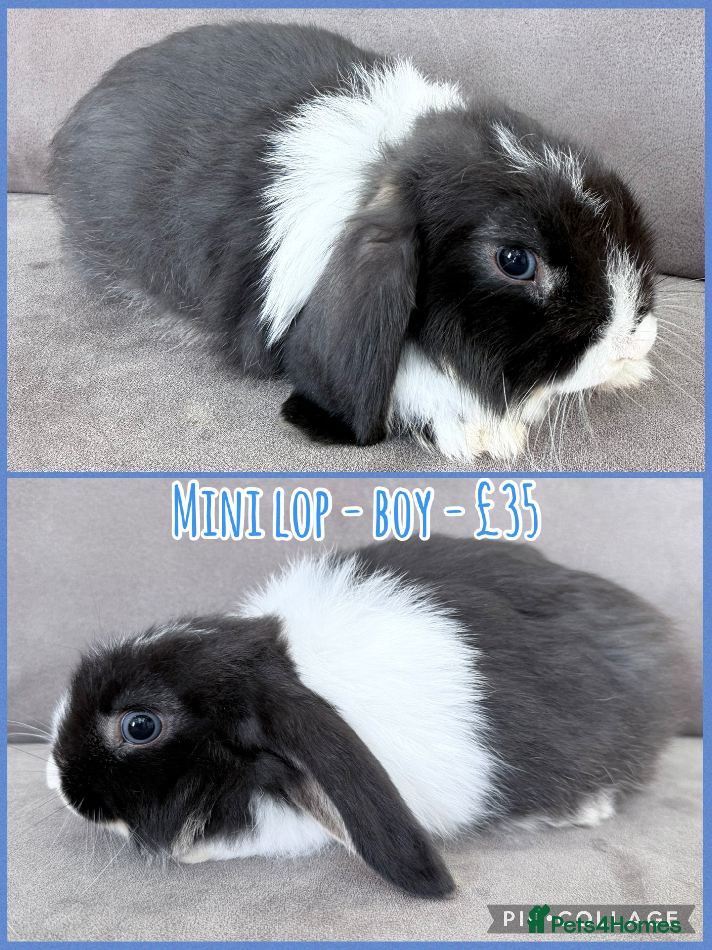 Mini Lop rabbits for sale: Mini Lop Rabbits - Advert 2