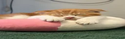 Scottish Fold cats for sale: 2 Scottish Fold Kittens - Advert 8