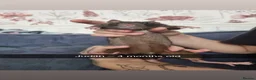 Rat rodents for sale: 8 rats for rehoming  - Advert 5