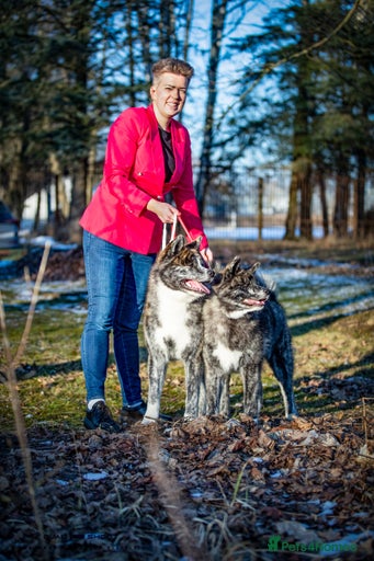 Gallery Image {{count}}