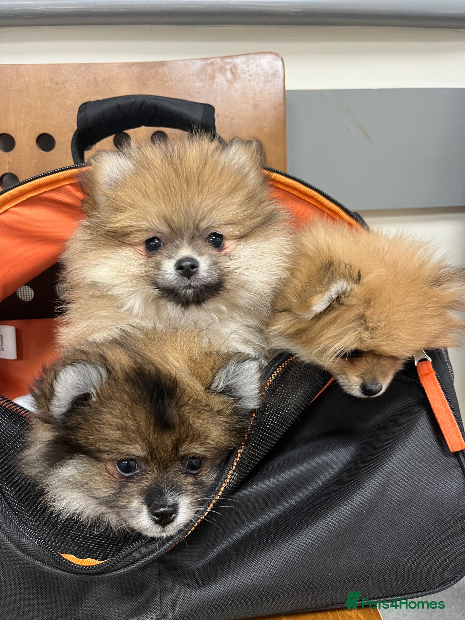 Pomeranian dogs for sale: KC Pomeranian Girls - Advert 1