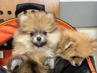 Pomeranian dogs KC Pomeranian Girls - Advert 19