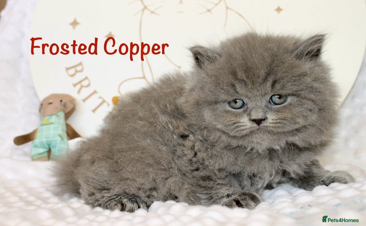 British Shorthair cats - Advert 1