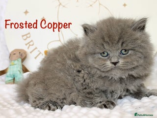 British Shorthair cats - Advert 27