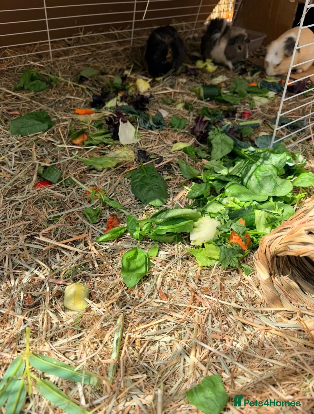 Guinea Pig rodents for sale: Guinea pigs free for rehome (Boars) in Liverpool - Advert 2