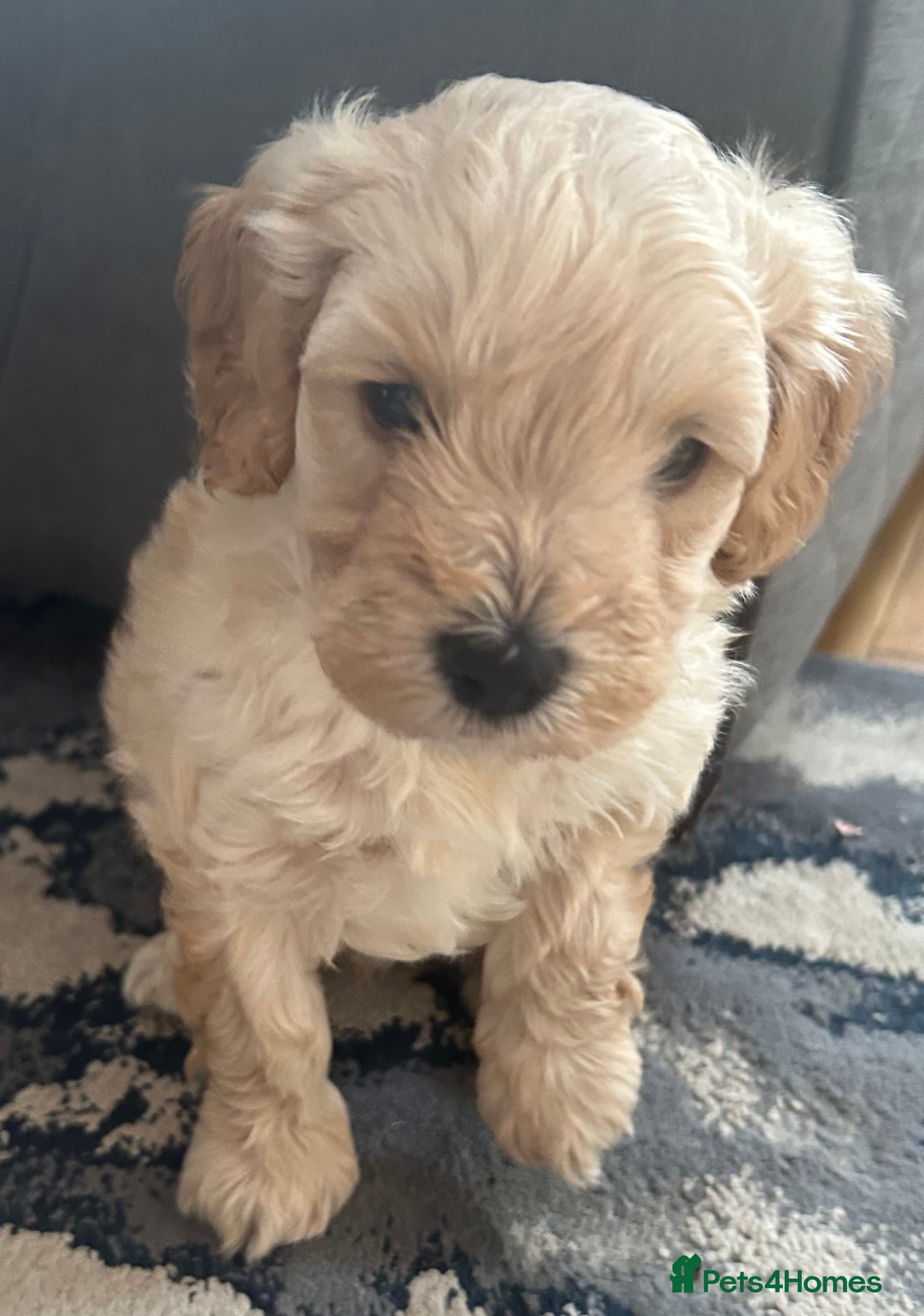 Cavapoo dogs Cavapoo boy - Advert 17