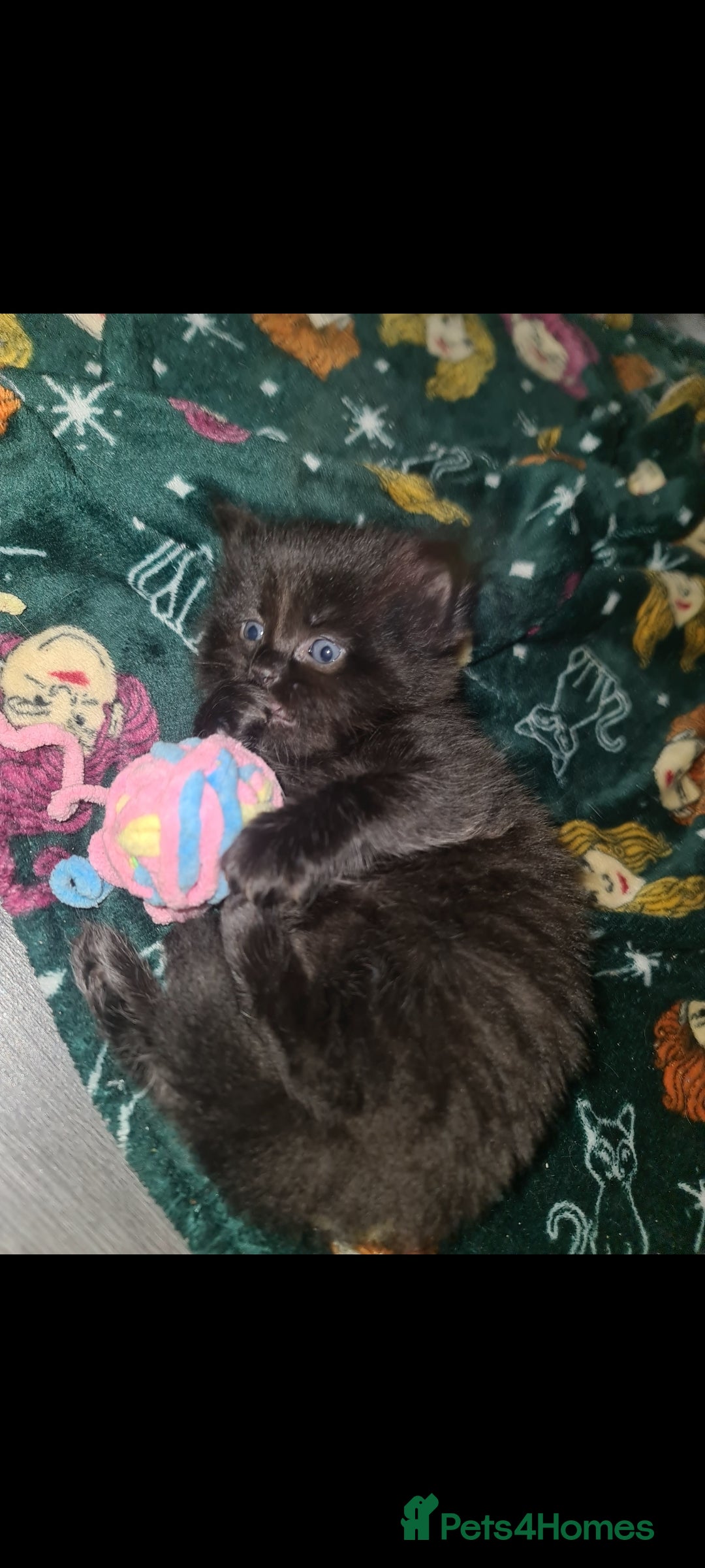 Mixed Breed cats for sale: Affectionate adorable kittens  - Advert 7