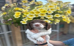 English Springer Spaniel dogs for sale: Beautiful litter of KC reg ESS - Image 17