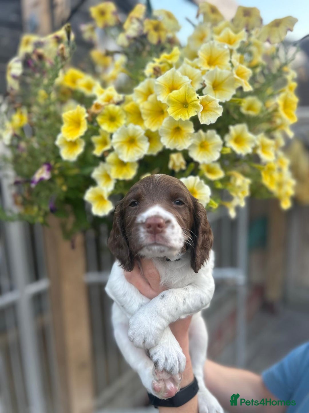 English Springer Spaniel dogs for sale: Beautiful litter of KC reg ESS - Image 17